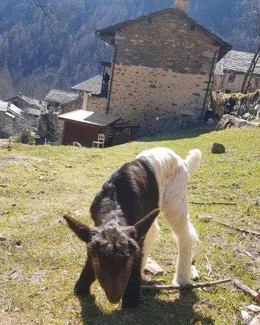 La Mura' - Il Vostro Posto Nel Gran Paradiso Ronco Canavese Exteriér fotografie