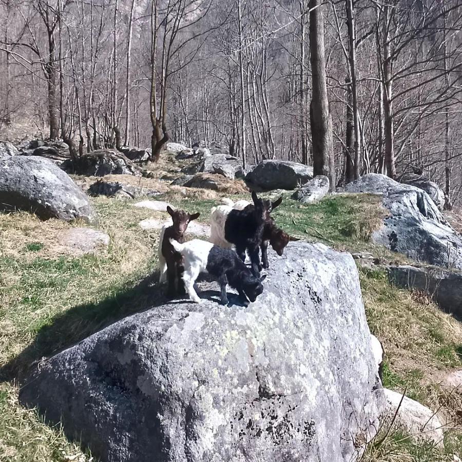 La Mura' - Il Vostro Posto Nel Gran Paradiso Ronco Canavese Exteriér fotografie